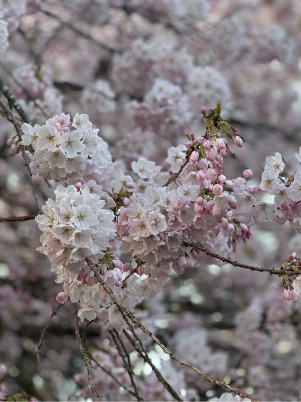 Meet your Posher, Mamie